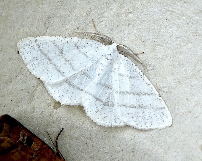 common white wave